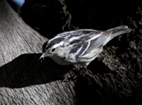Black and White Warbler 6565